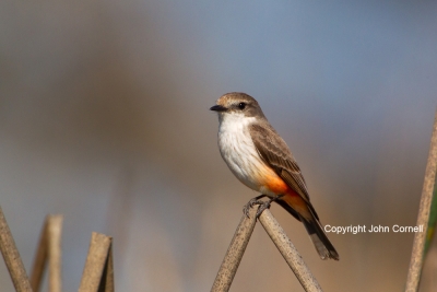 Flycatcher;One;Pyrocephalus-rubinus;Vermilion-Flycatcher;avifauna;bird;birds;col